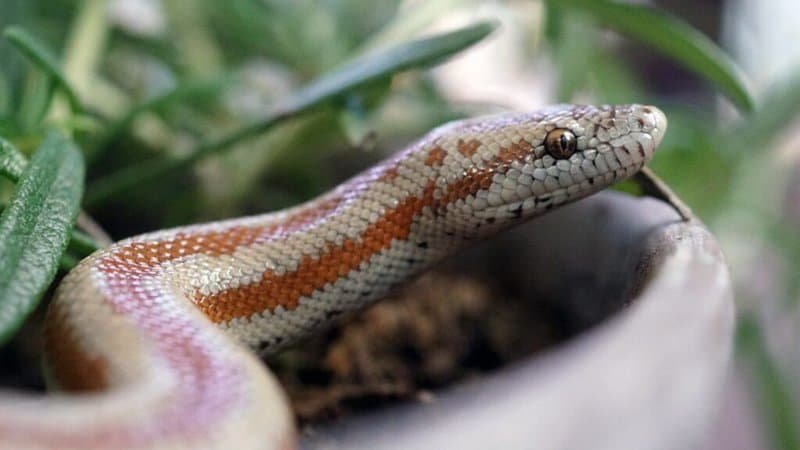 TW-Mistreated snakes) Anything I can do about a pet shop with horrible  conditions for their snakes? : r/snakes