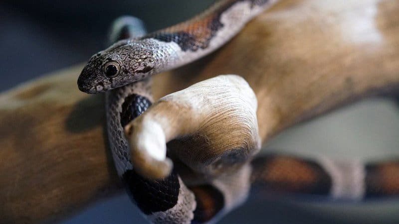 What Do I Do If My Pet Snake Is Not Eating?