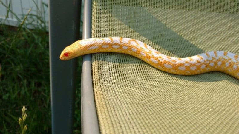 What to do if your pet snake escaped